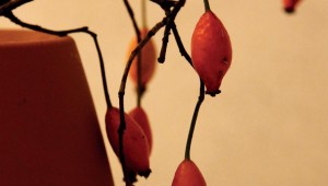 neue sonnenblume 1 2015