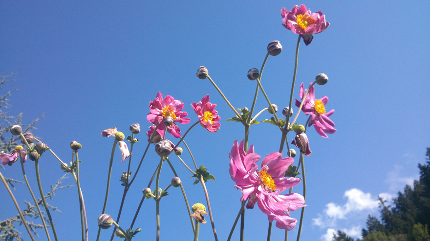 Auf dem Bild sieht man rosa Blumen und im Hintergund einen blauen Himmel