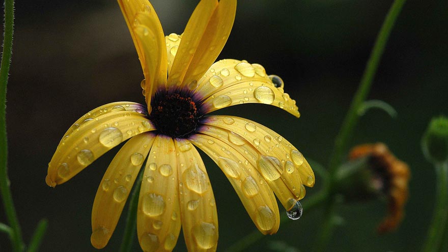 Leuchtende Wassertropfen