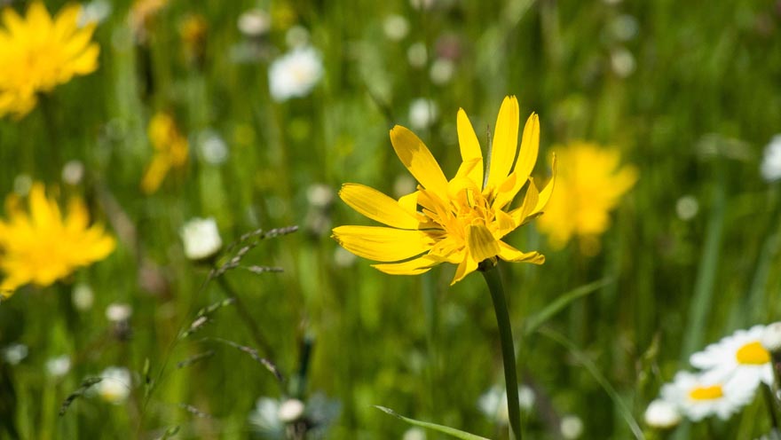 Blumenwiese