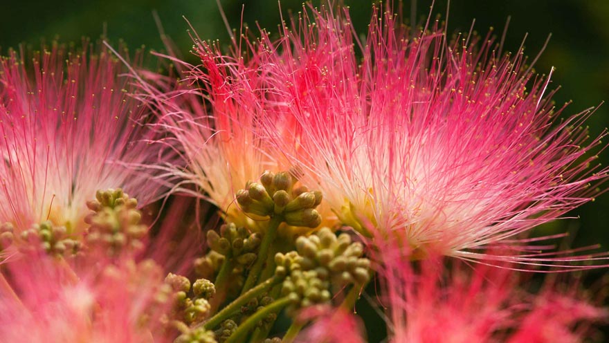 Rotes Blumenmeer