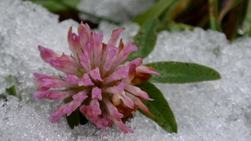 blume im schnee