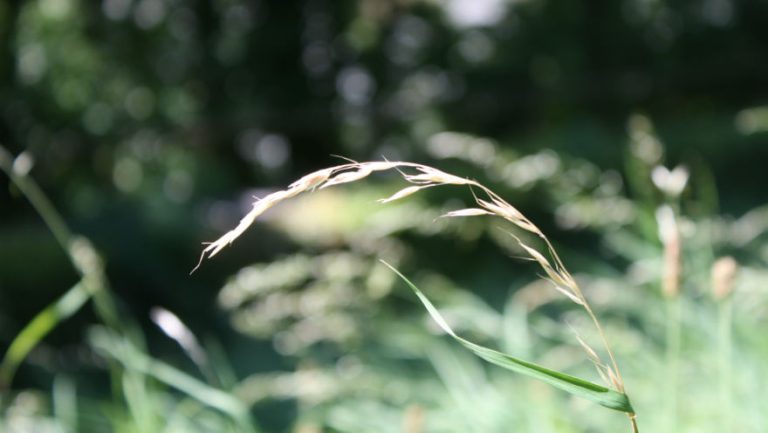 Ein Grashalm mit einer Wiese im Hintergrund