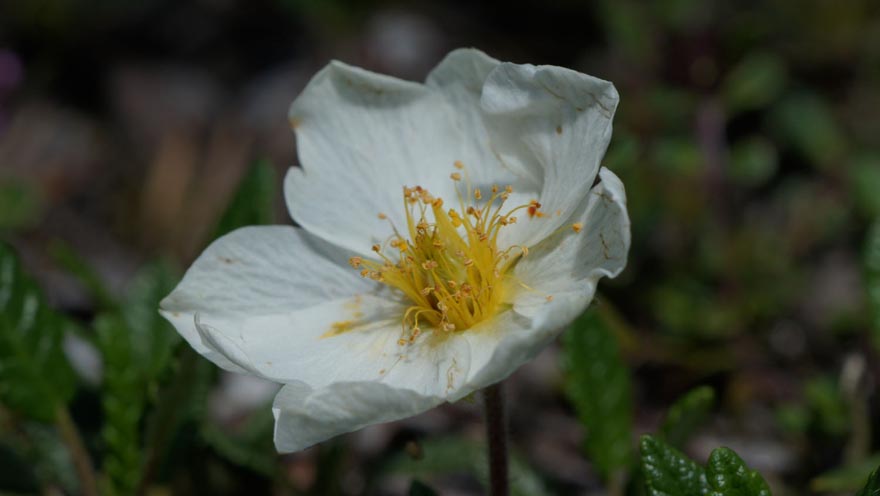 auftanken blume