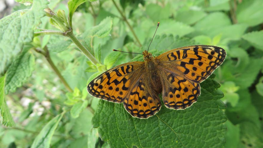 auftanken schmetterling nepal