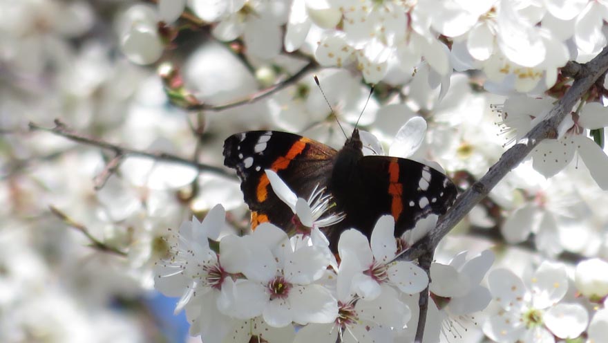 auftanken schmetterling petra happacher