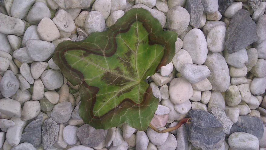 Blatt im Blatt