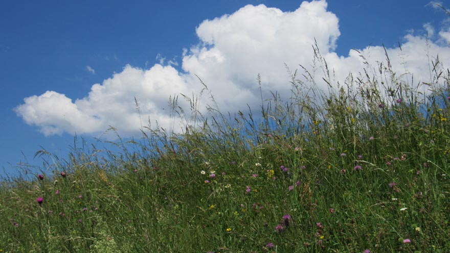 Blühende Sommerwiese