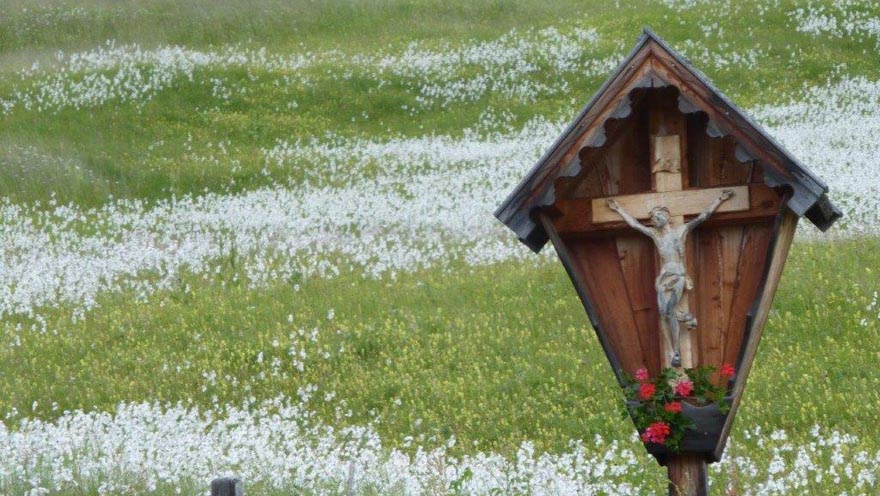 auftanken - wollgrasfeld in Hollbruck-Osttirol