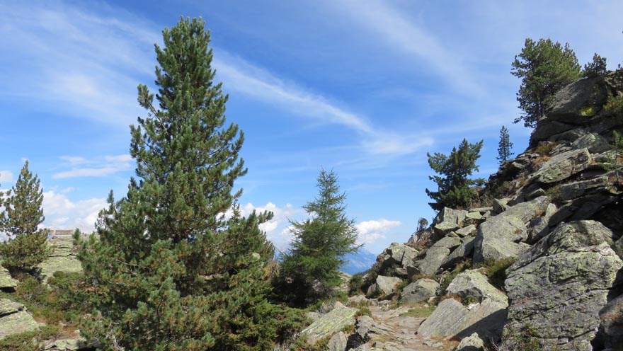 auftanken - Zirbenweg am Patscherkofel