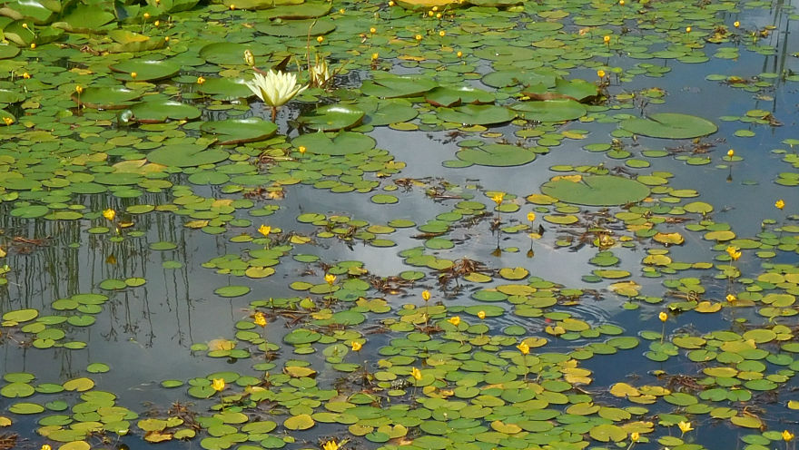 Auftanken Seerosenteich