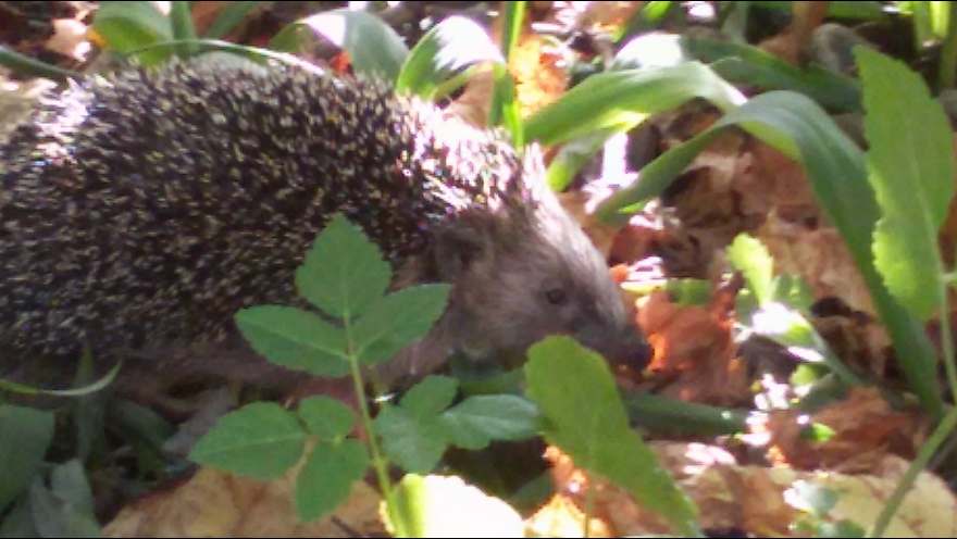 auftanken-igel