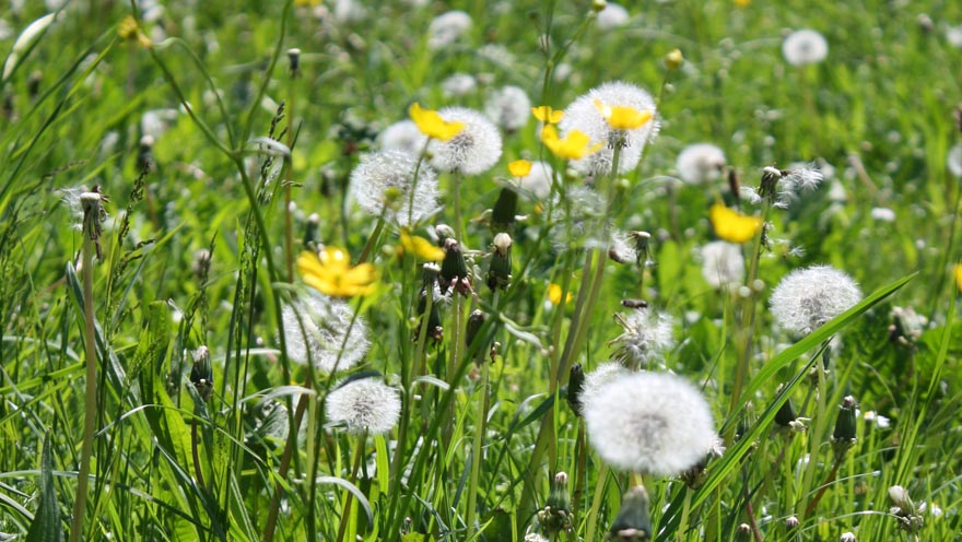 auftanken - blumenwiese