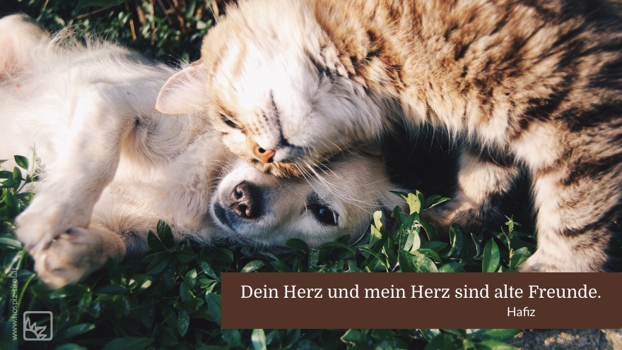 herzfreunde-hafiz