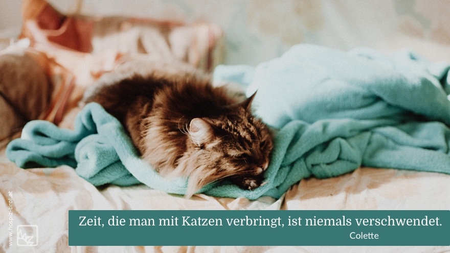 katzen-colette