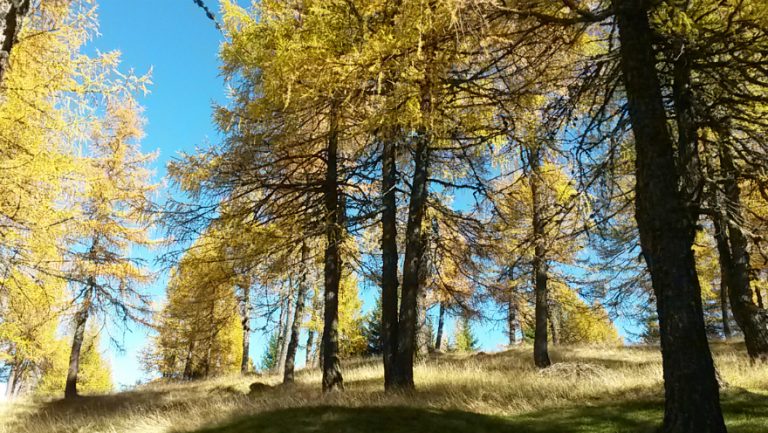 Das Bild zeigt einen Wald mit weit außeinander stehenden Bäumen. Der Himmel scheint durch die Bäume und ist blau.