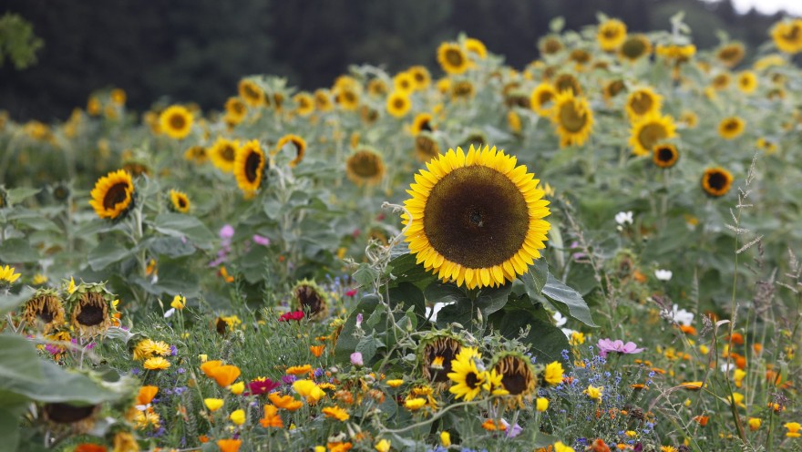 Auf dem Bild ist ein Feld mit Sonnenblumen zu sehen. Im Vordergrund stehen weitere bunte Blumen.