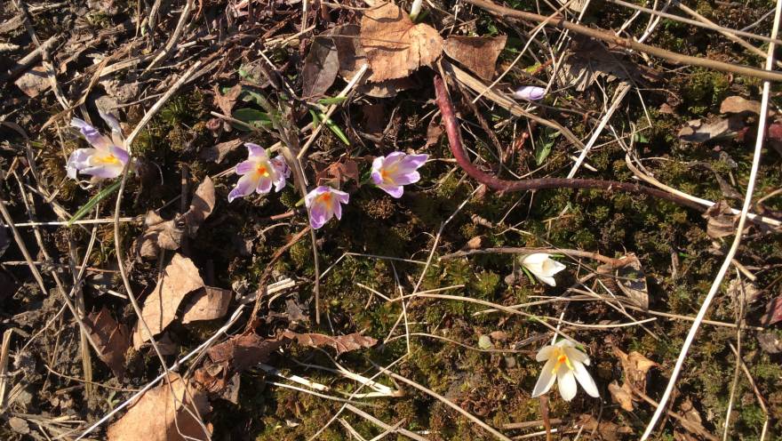 Erste Krokusse