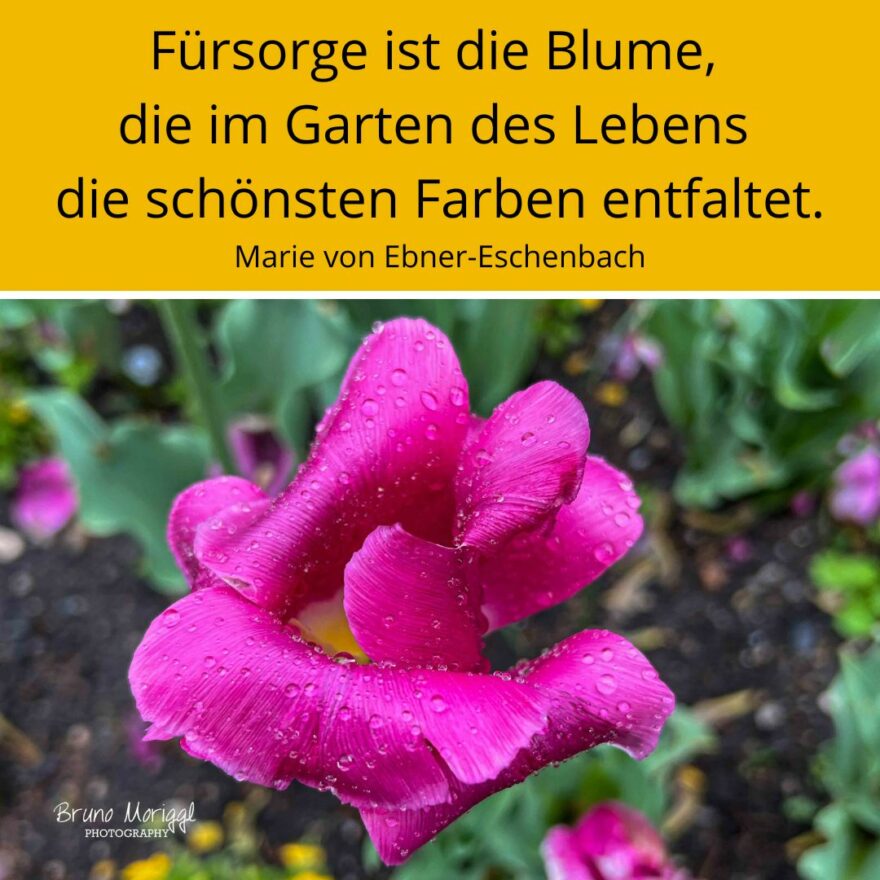 Spruch mit Blume und Text: Fürsorge ist die Blume, die im Garten des Lebens die schönsten Farben entfaltet. Marie von Ebner-Eschenbach