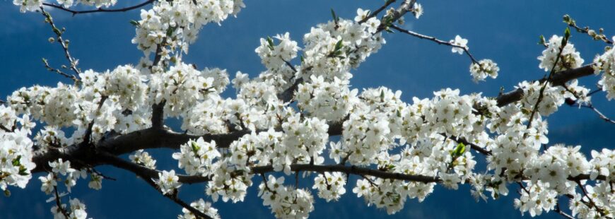 Ein blühender Kirschbaum mit der Aufschrift Einladung