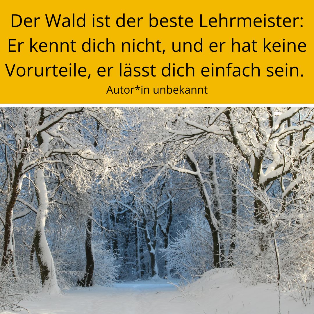 Bild eines Waldes im Winter mit Spruch