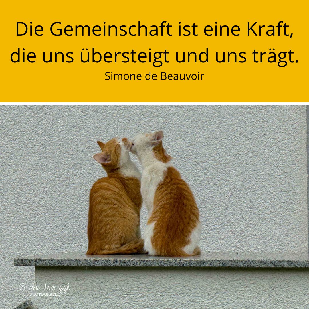 Zwei Katzen mit Spruch: Die Gemeinschaft ist eine Kraft, die uns übersteigt und uns trägt.
Simone de Beauvoir