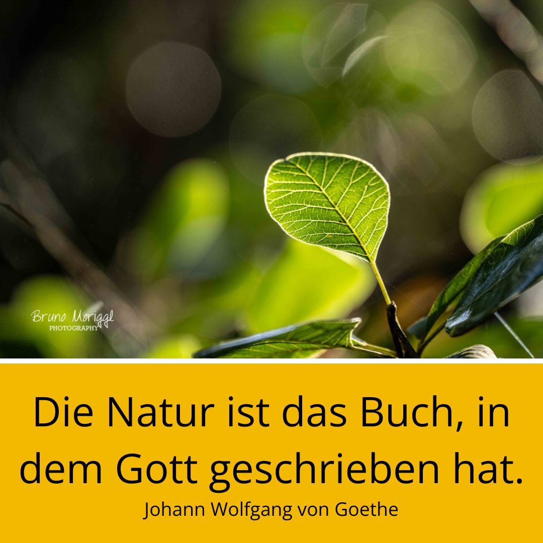 Blatt mit Spruch: Die Natur ist das Buch, in dem Gott geschrieben hat.
Johann Wolfgang von Goethe