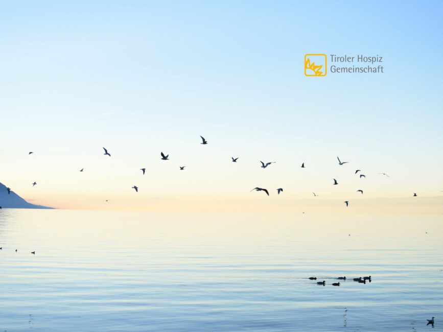 Vögel fliegen über das Meer - Image Bild zum Thema Freiheit