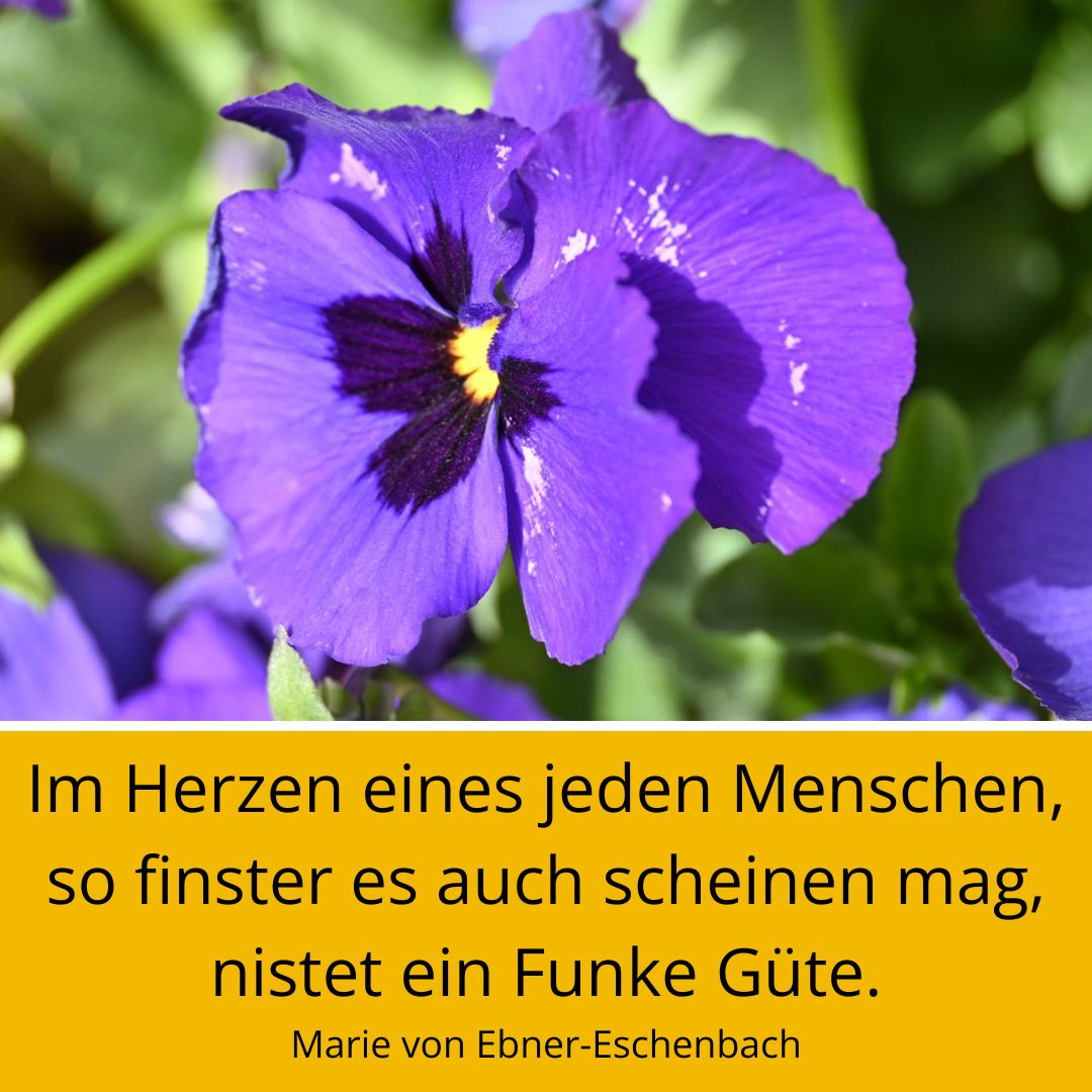 Blume mit Spruch des Tages