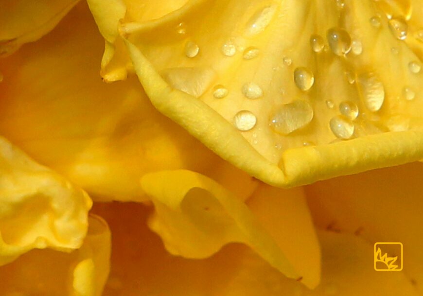 Imagebild - Blume Nahaufnahme