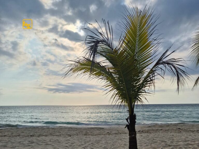 Palme am Strand