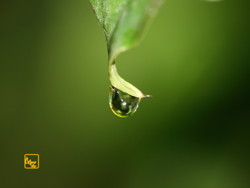 Wassertropfen vor grünem HIntergrund