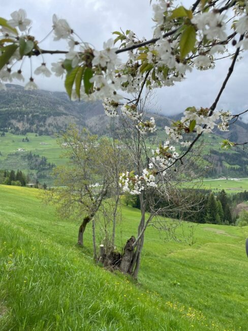 Ein blühender Baum