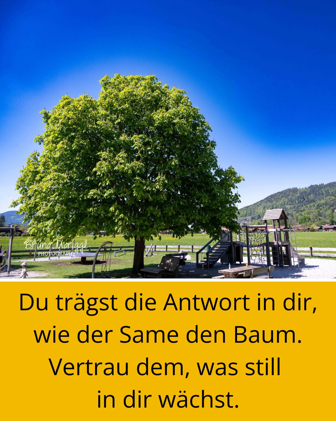 Baum auf Spielplatz mit Spruch