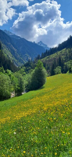 Wiese auf Alm