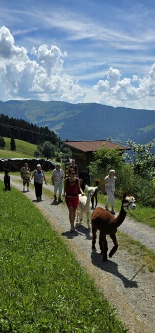 Spaziergang mit Alpaka