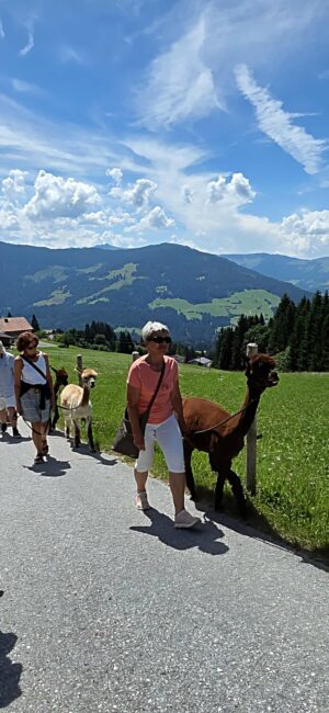 Spaziergang mit Alpaka
