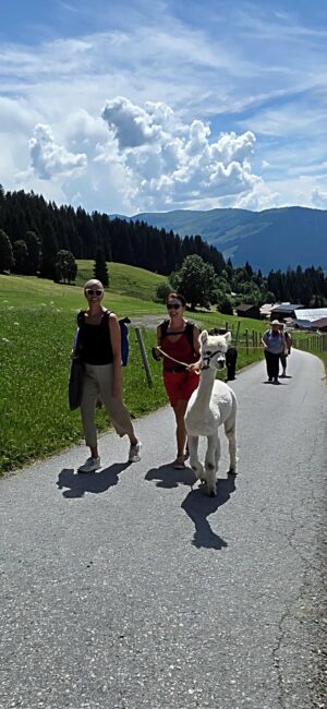 Spaziergang mit Alpaka