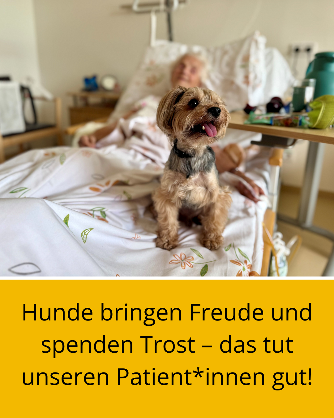 Hund auf Krankenbett mit Spruch