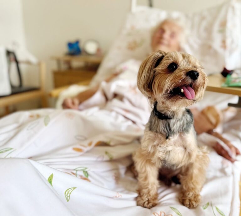Ein Hund auf dem Bett einer Patientin