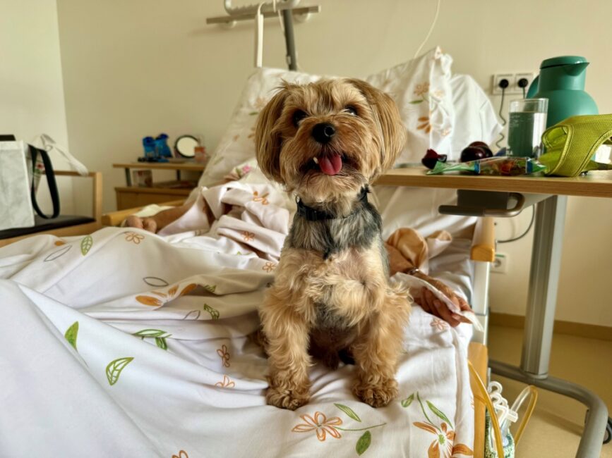 Ein kleiner Hund sitzt auf dem Bett einer Patientin