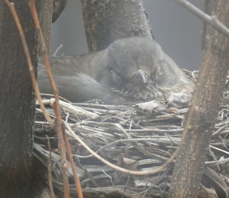 Die Amsel "Elisabeth" beim Brüten