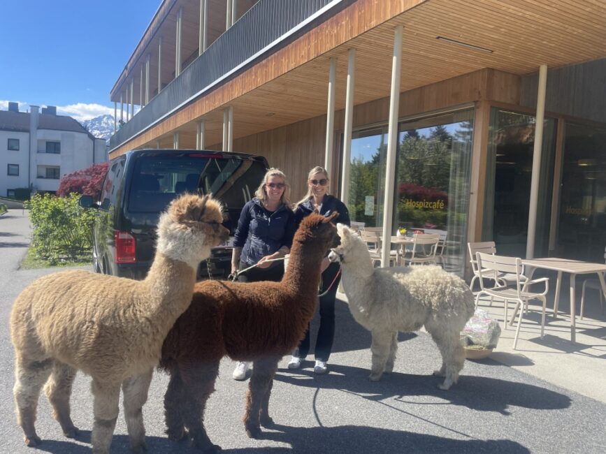 3 Alpakas mit Begleitung vor dem Hospizhaus