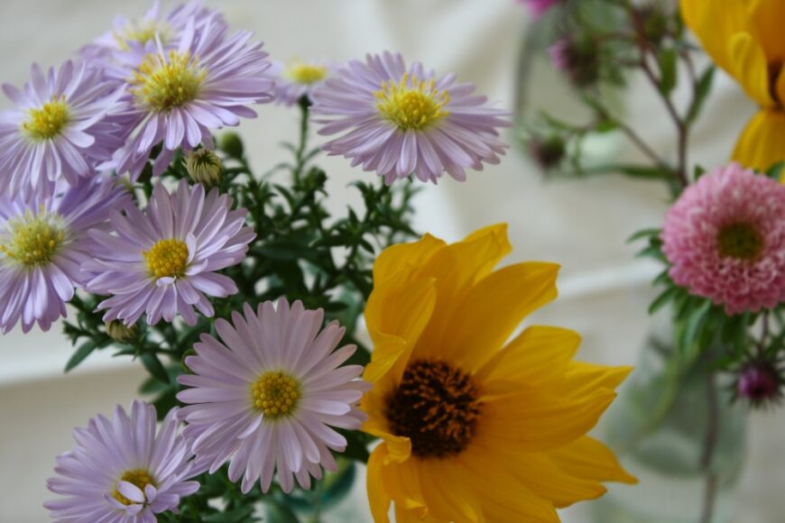 Blühende Blumen