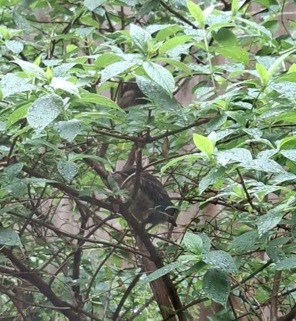 Vogel im Baum im Atrium