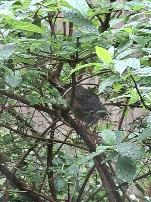 Vogel im Baum im Atrium