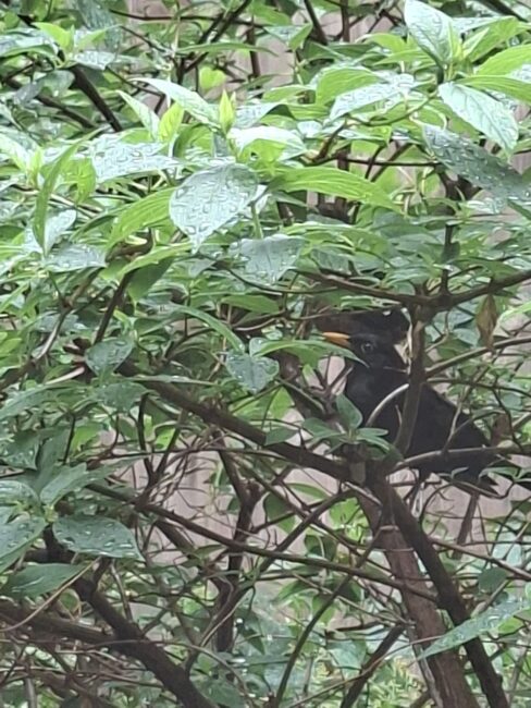 Vogelmama im Baum im Atrium