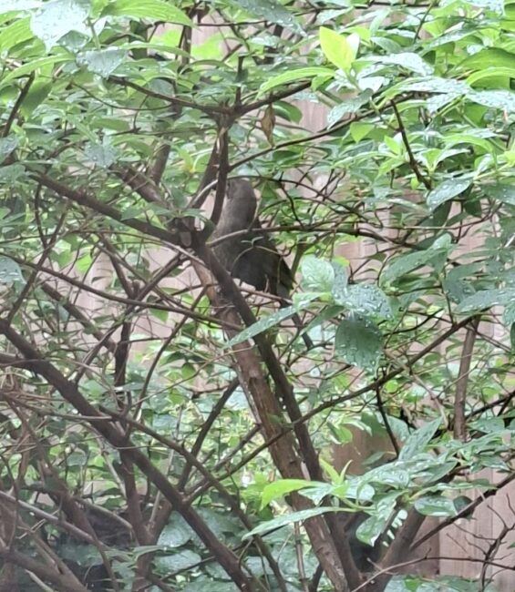 Vogel im Baum im Atrium