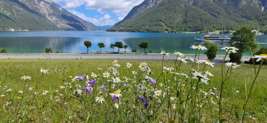 Blick auf Achensee im Vordergrund Sommerwiese