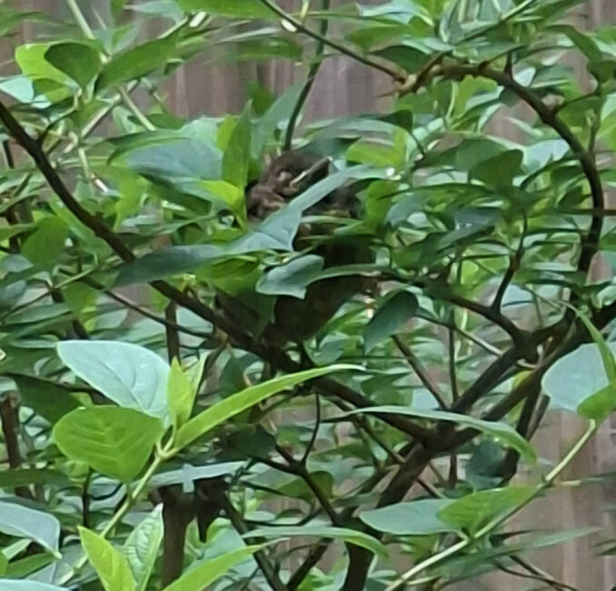 Ein Vogel sitzt im Strauch im Atrium des Hospizhauses